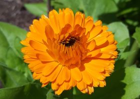 Ringelblume.jpg